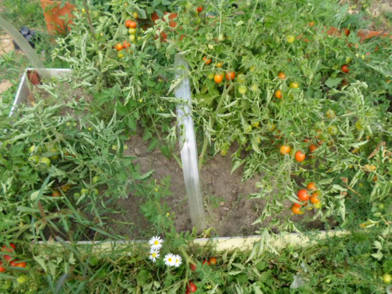 tomatoes in the ground