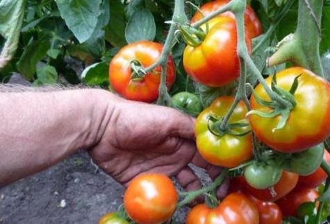 arbustos de tomate labrador