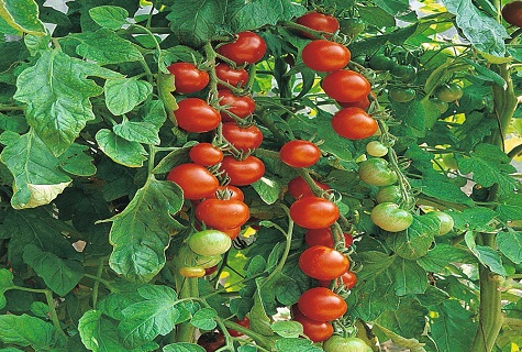 a branch of tomatoes