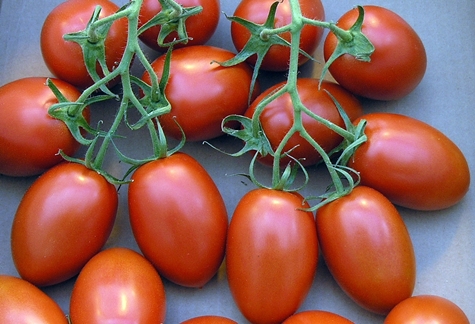 krzewy pomidorów Roma