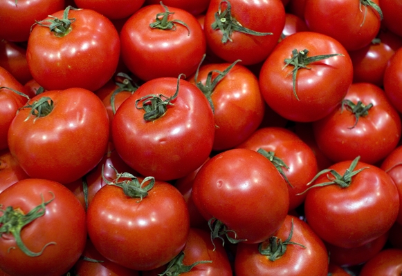 het uiterlijk van de tomaat is snel