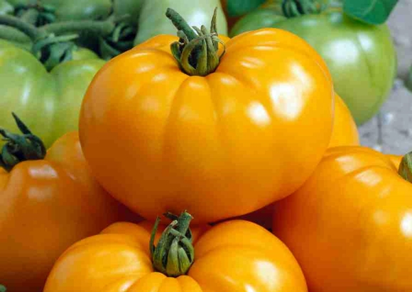 tomat kæmpe orange
