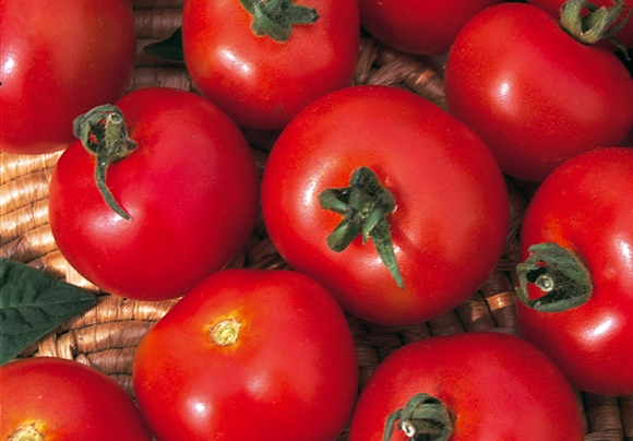 la aparición del productor de tomate