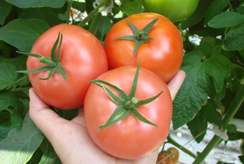 Aussehen von Tomatenrosa Katya f1