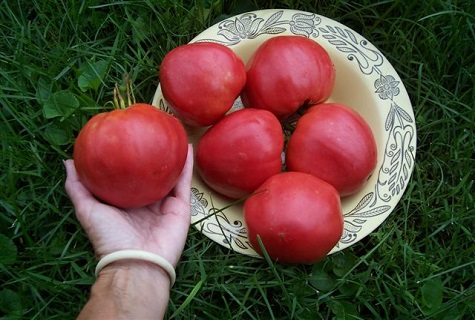tomat i hånden