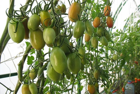 vihreät tomaatit