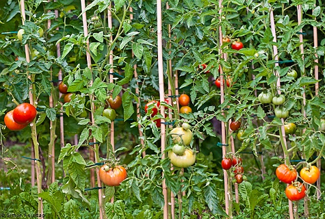 gebundene Tomaten