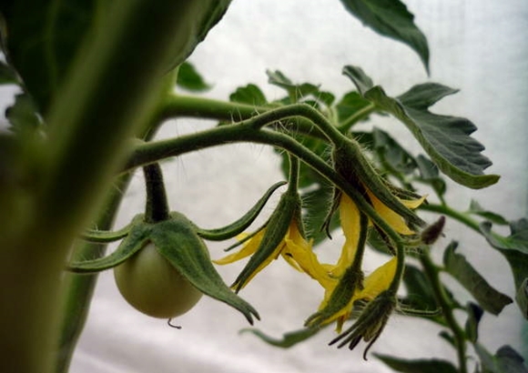 Eierstock der Tomate