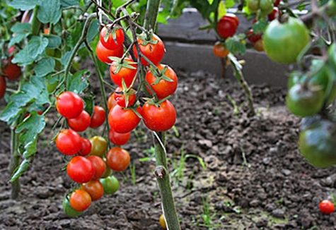 krzewy pomidorów słodycze