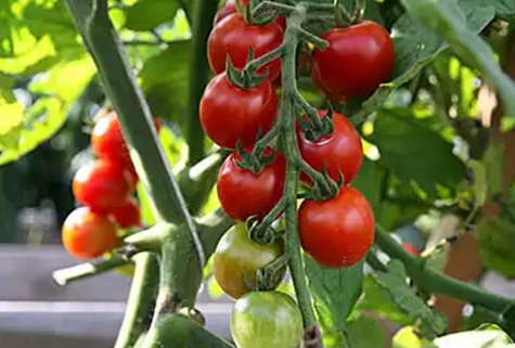 sladké zubné paradajky na otvorenom poli