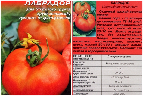 semillas de tomate labrador