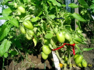 Eigenschaften und Beschreibung der Tomatensorte Indoor Überraschung, Ertrag und Anbau