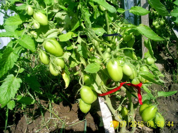 krzewy pomidorów kryty niespodzianka