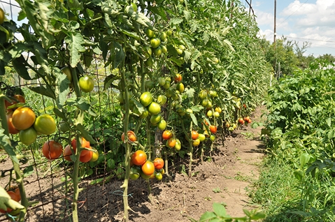 Gitter für Tomaten