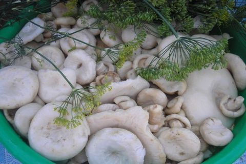 gljive u kopar