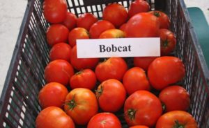 Características y descripción de la variedad de tomate Bobkat, su rendimiento.
