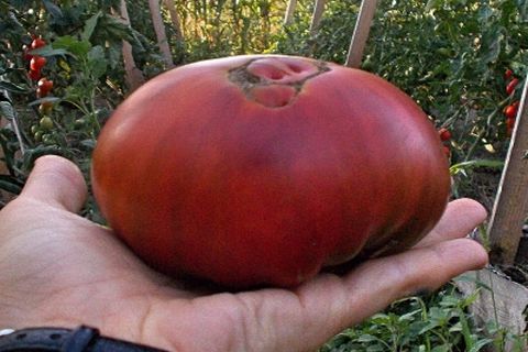 große schwarze Tomate