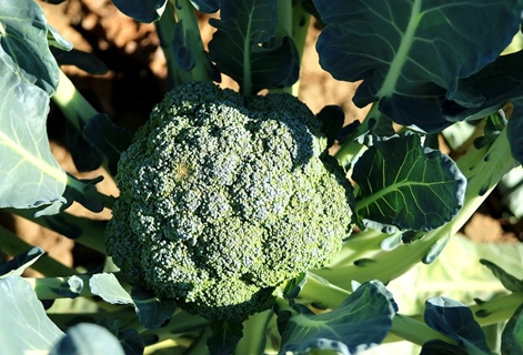 brokolica na otvorenom poli
