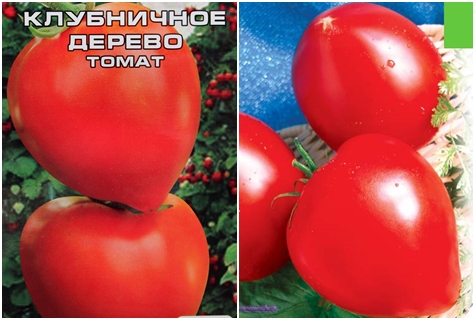 paradajkové semienka jahodový strom