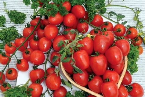 braškių pomidorų krūmai