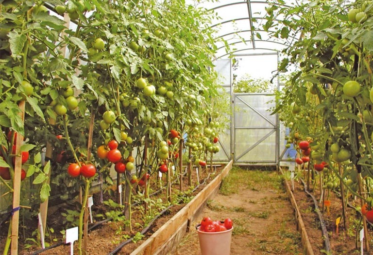 pomodori in serra