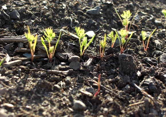 seedlings of carrots