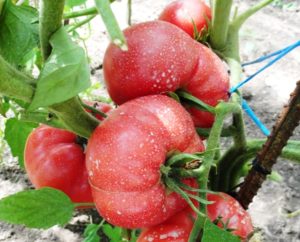 Obilježja i opis sorte rajčice Čudo od maline, njen prinos