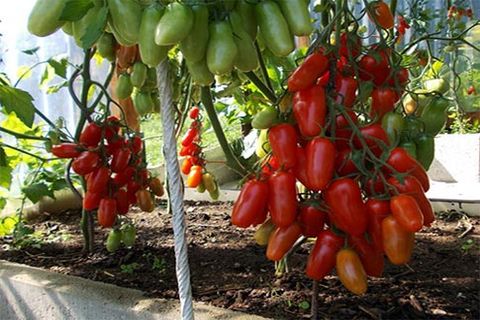 tomaatit puutarhassa