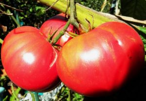 Dev kırmızı domates çeşidinin özellikleri ve tanımı, verimi