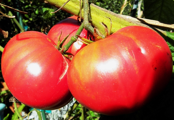 arbustos de tomate rojo gigante