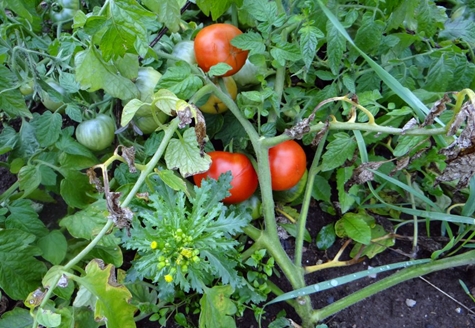 Tomatenlabrador auf freiem Feld