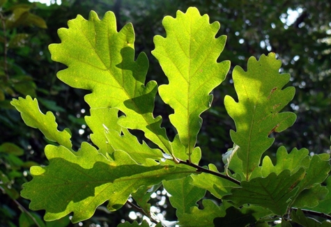 dubové listy