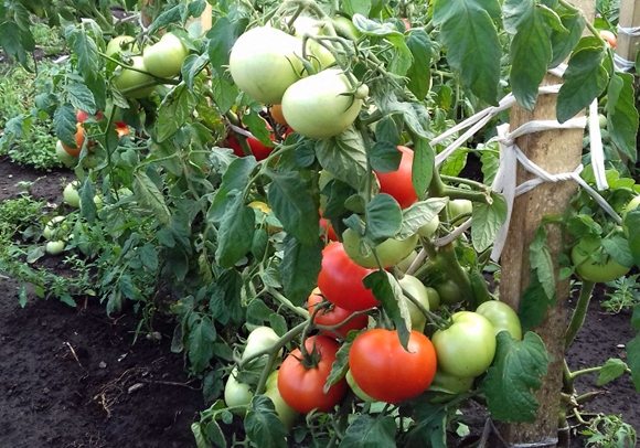 pared de arbustos de tomate