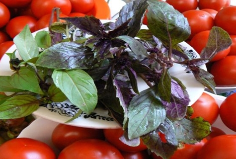 basil with tomatoes