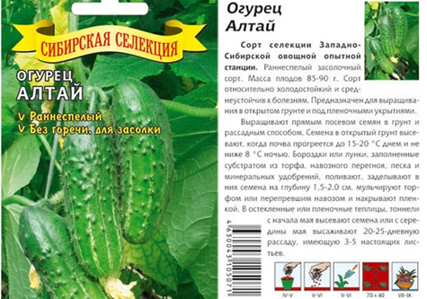 graines de concombre Altai