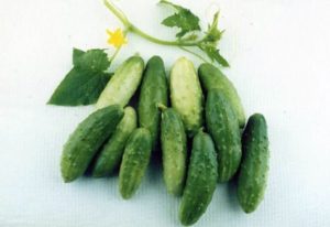 De beste komkommersoorten voor het noordwesten: Altai, Miranda, Cascade, Restina en Altai vroeg