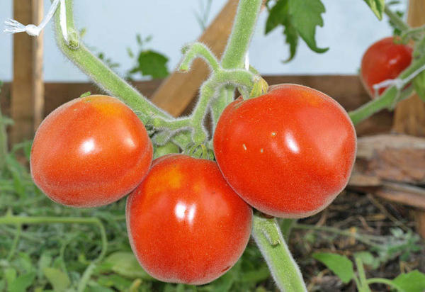 tomatrød fersken