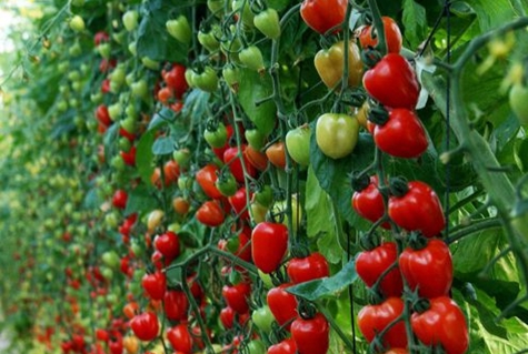 mansikka-tomaatti avoimella kentällä