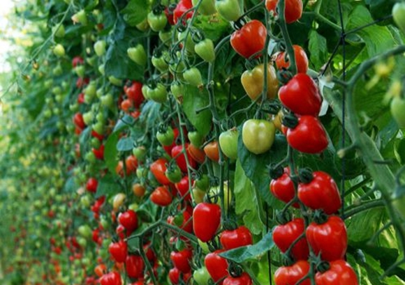 aardbeien cherry tomaten struiken in het open veld