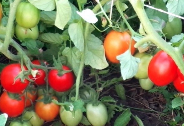Anastasia tomater i det åbne felt