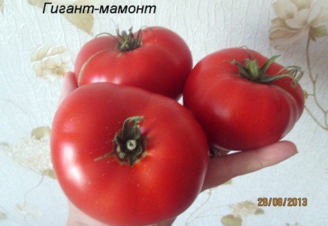 pojava mamutovske divovske rajčice