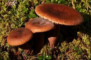 Resepti miten suola katkeraisia ​​sieniä kotona