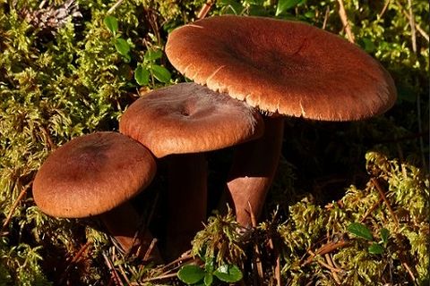 bitter mushrooms