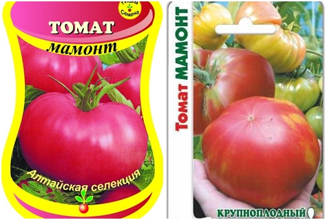 mamuta nasion pomidora