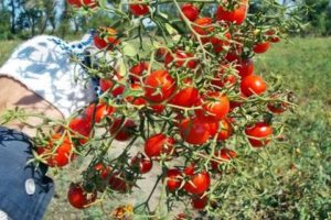 Kenmerken en beschrijving van de tomatenvariëteit Zoete bos, de opbrengst