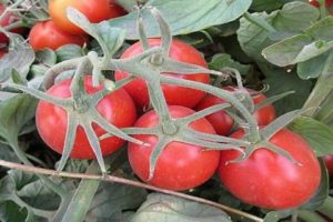 A Heinz paradicsomfajta jellemzése és leírása, termése