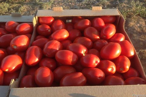 tomaten in een doos