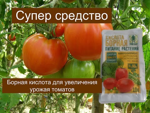 borna kiselina za rajčice