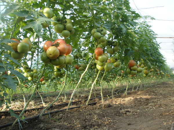 dirvožemis pomidorams