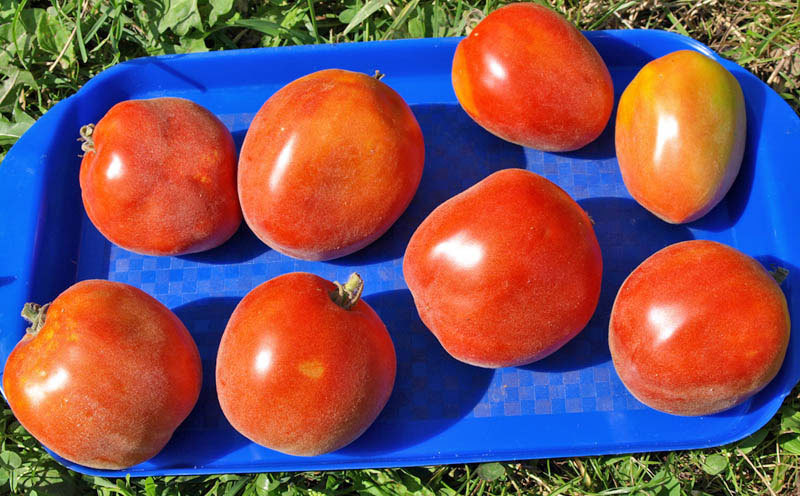 tomates sur un plateau